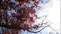 Fall Forest Sunlight