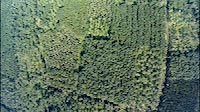 Forest from Above