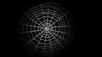 Halloween Spider Web 1