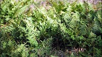 Nature Green Ferns