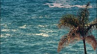 Palm Tree Set Against Ocean Background