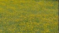 Spring Yellow Field